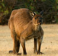 Western Red Kangaroo