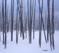 Small stand of trees killed by runoff from a hot water spring that changed course.