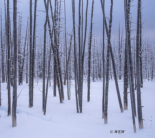 Small stand of trees killed by runoff from a hot water spring that changed course.