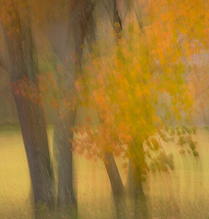In Camera multiple exposure, focus & movement at Meadowlark Park.