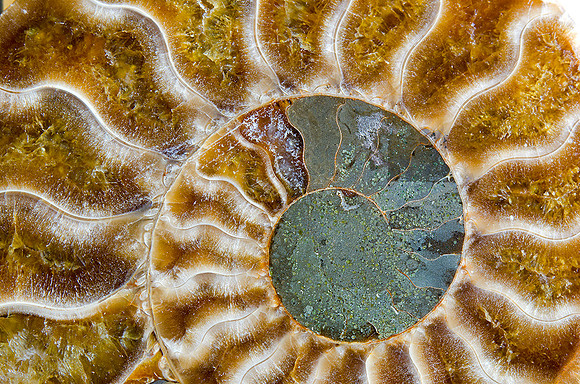 Fossilized Nautilis