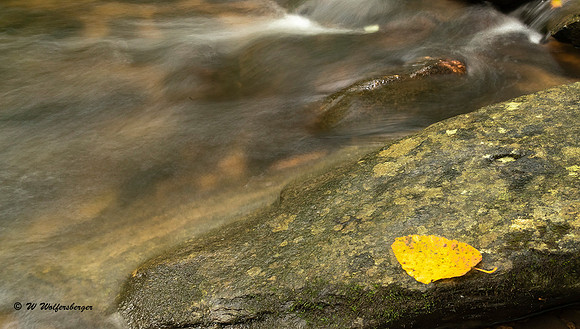Yellow Leaf & Cascades
