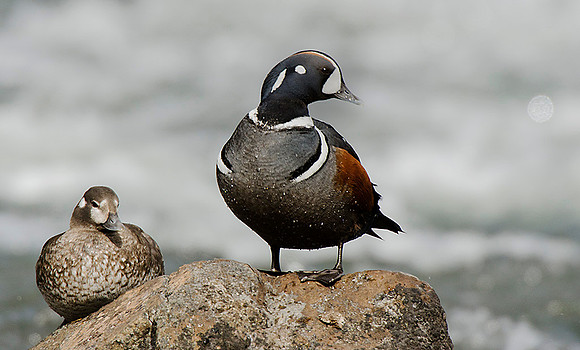 Harlequin Ducks Yellowstone NP