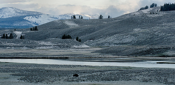 Hayden Valley Yellowstone NP May