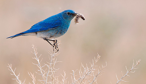 Mountain Blue Bird Yellowstone NP
