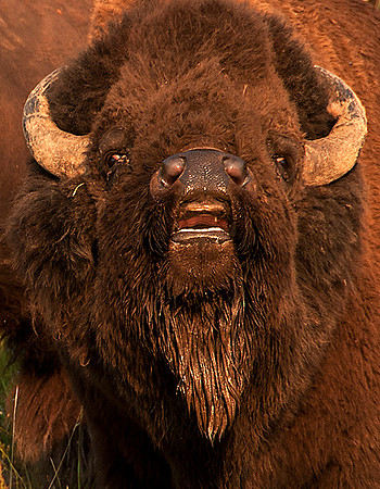 Bellowing Bull Bison Yellowstone NP
