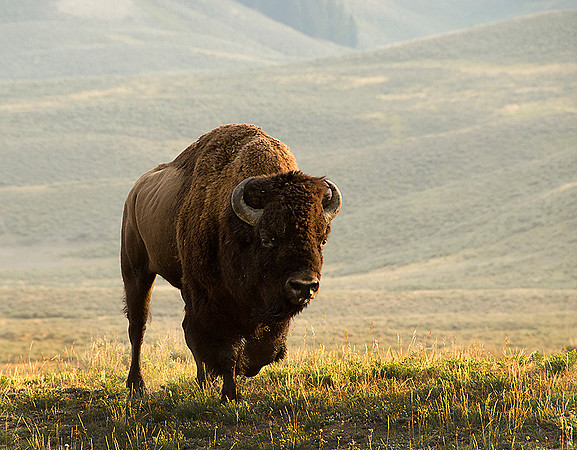 Bull Bison Yellowstone NP