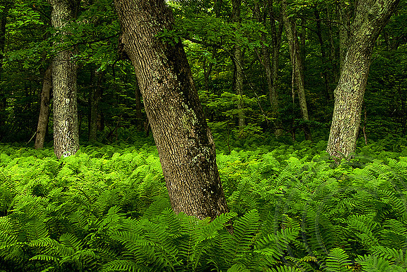 Field of Ferns