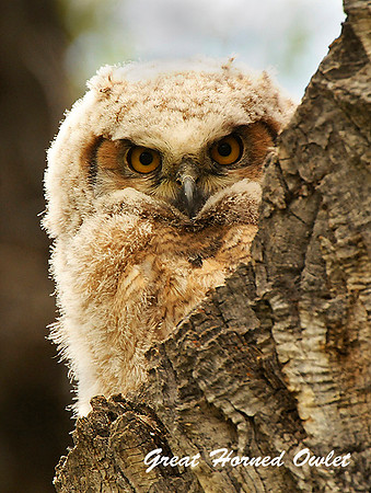 Great Horned Owlette