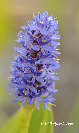 Native Pickeral Reed At Edge of Culler Lake