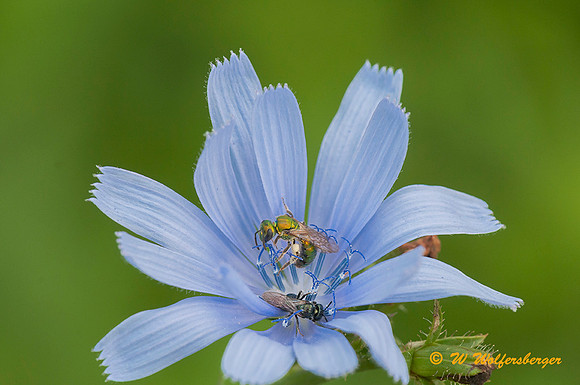 Chickory