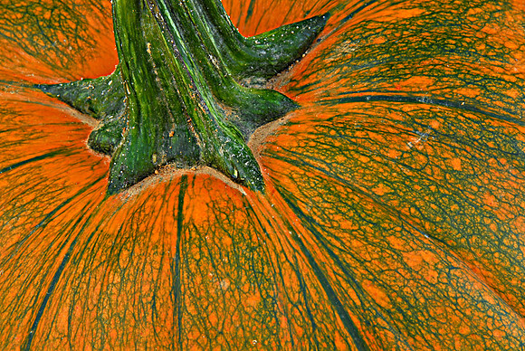 Autumn Pumpkin up close