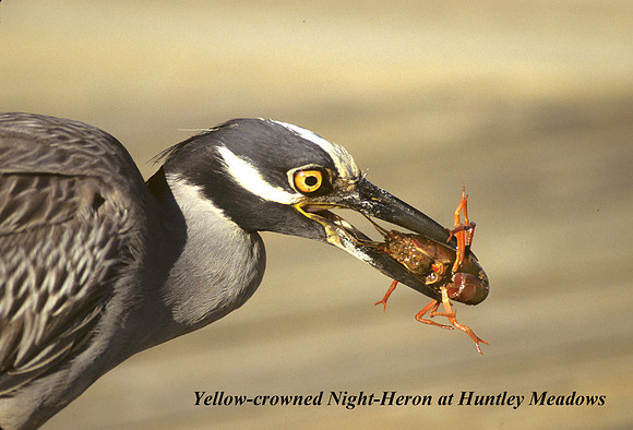 Yellow-Crowned Nigh-Heron