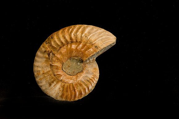 Nautalis Fossil