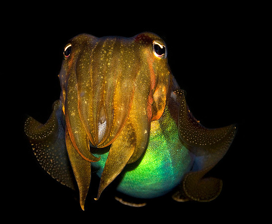 Cuttlefish
