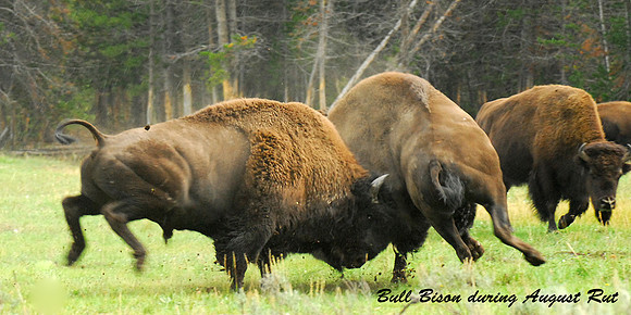 Bull Bison Fight During Rut YNP