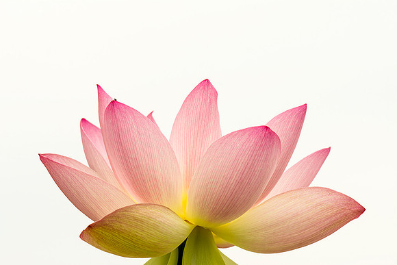 Lotus Kennelworth Aquatic Gardens