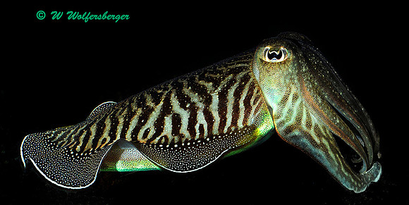 Cuttlefish