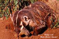 Badger & Ground Squirrel