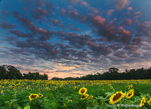 Sunflower Field, McKee-Beshers
