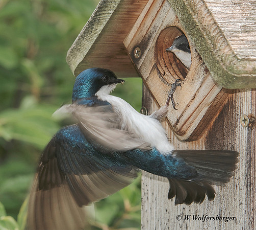 Tree Swallow binging food