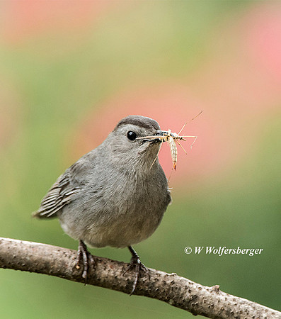 Catbird