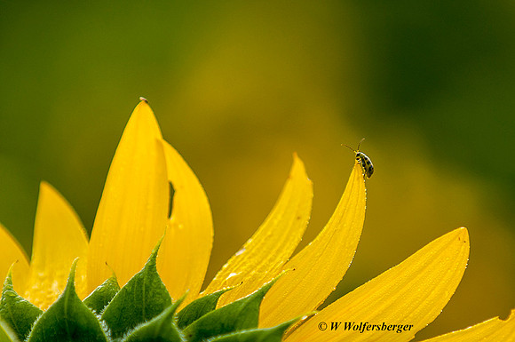 Insect on Sunflower