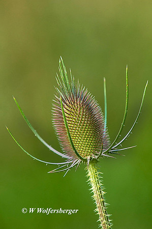 Thistle Seed Head