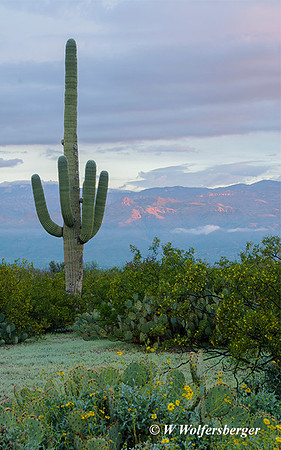 Sunrise Saguaro NP