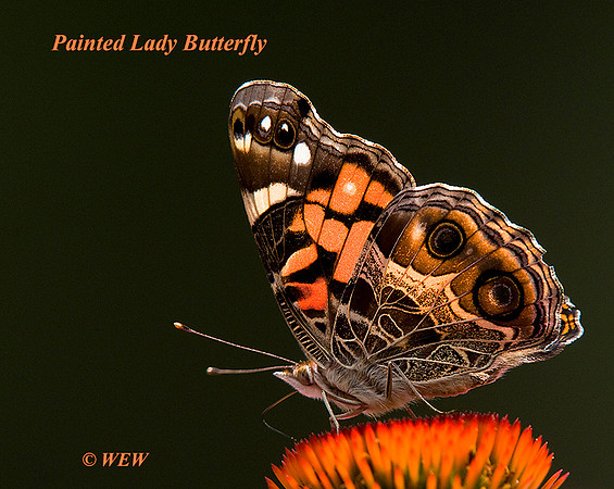 Painted Lady