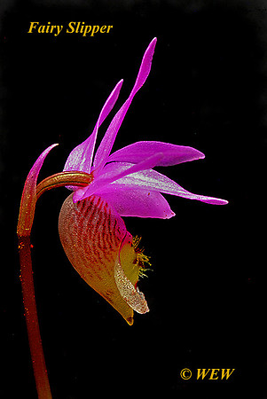 Fairy Slipper, Yellowstone