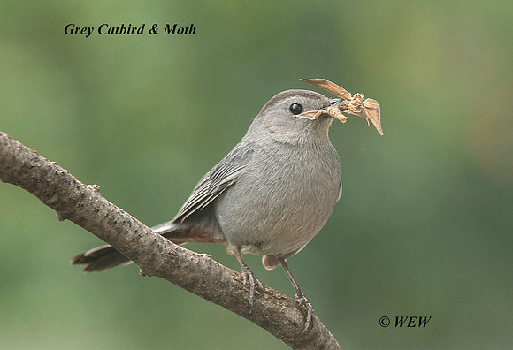 Catbird with Mouthfull