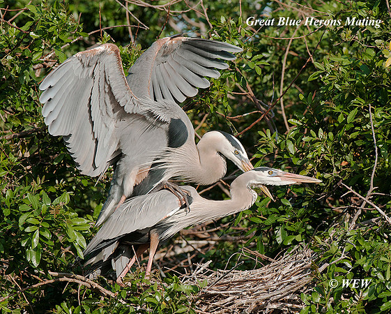 Mating Gt Blues, Venice FL
