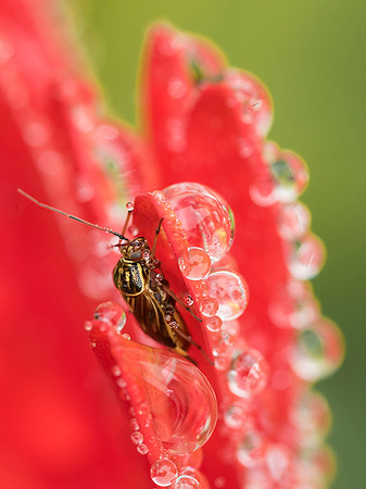 Beetle & Rain Drops