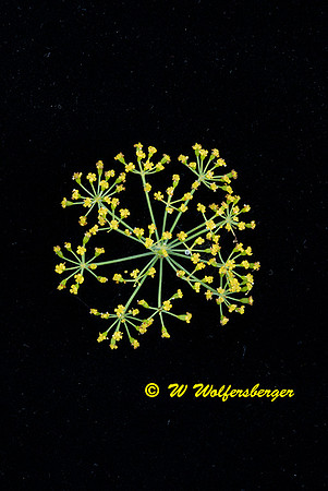 Yarrow On Black