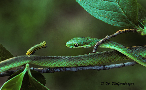 Rough Green Snakes Meets Caterpillar