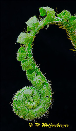 Christmas Fern Fiddlehead