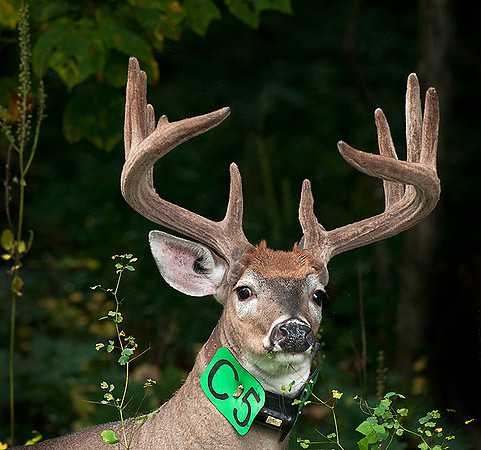 White-tailed Deer SNP