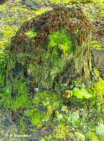 Lichen Covered Stump