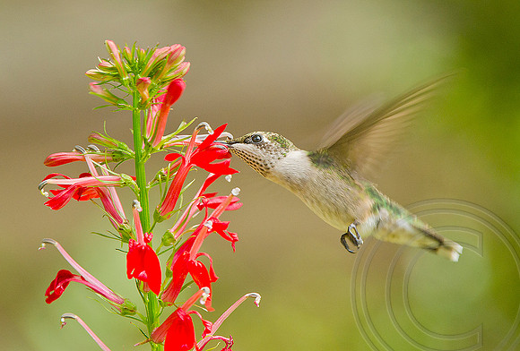 Ruby-throated Hummingbird (female)