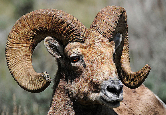 Bighorn Ram YNP