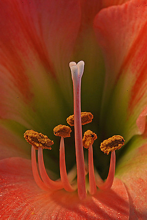 Amaryllis Lily