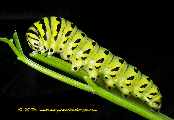 Monarch Caterpillar