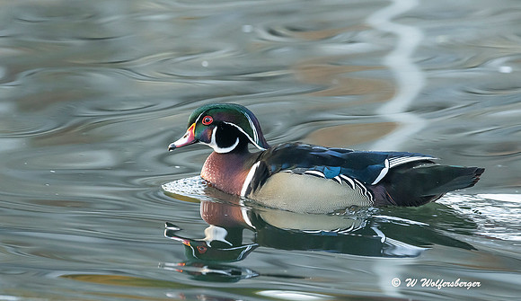 Wood Duck On Carroll Creek