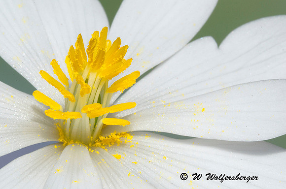 Blood Root-Native Wildflower