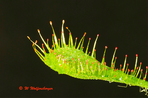 Sundew A Caniviorus Plant