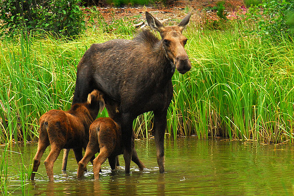 Cow Moose & Twins YNP