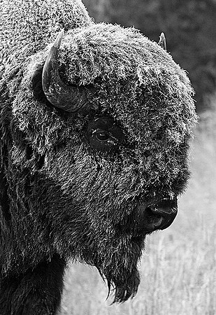 Morning Frost on Bull Bison