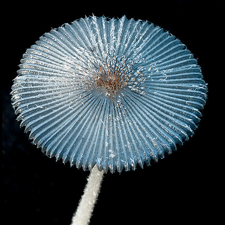 Small fruiting body of mushroom growing in mulch.