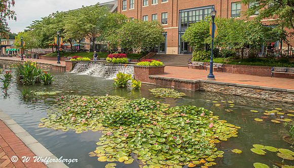 Carroll Creek Near Library